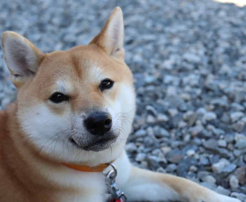 施主犬も大満足◎外装(屋根・外壁)塗装リフォーム 写真